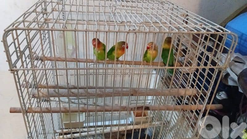 4 Rimage Birds + big cage 1