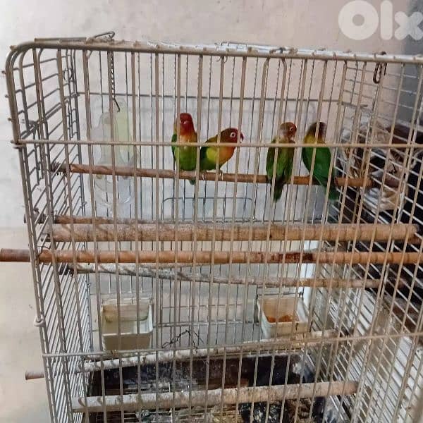 4 Rimage Birds + big cage 2
