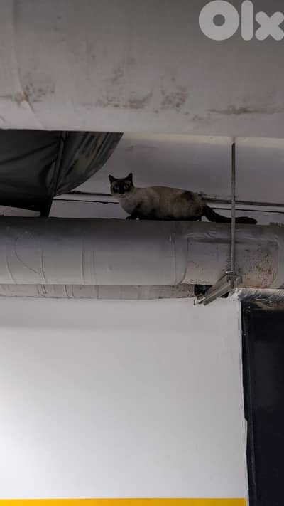 بيروت البلد