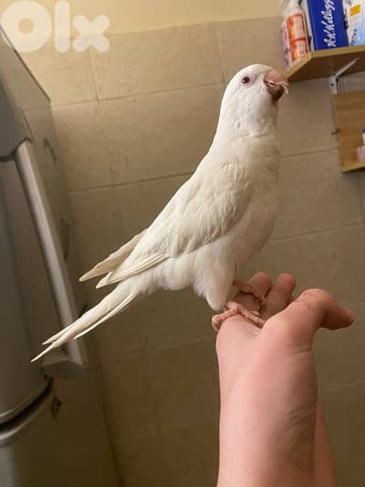 كويكر البينو تلج سوبر سوبر مروض