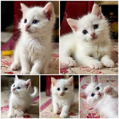 (Olive) قطعه جمال