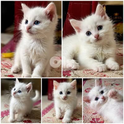 قط صغير ذكر بجمال ساحر وعيون تخطف القلب