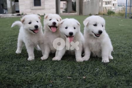 pure swiss shepherd puppies for sale
