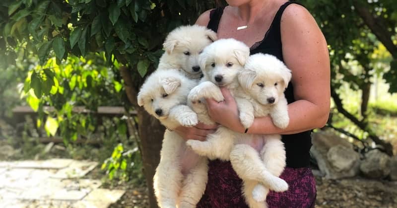 pure swiss shepherd puppies for sale 1