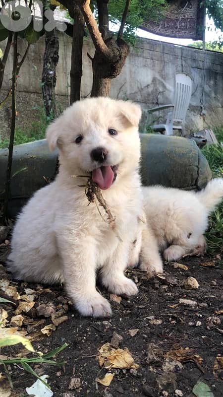 pure swiss shepherd puppies for sale 2