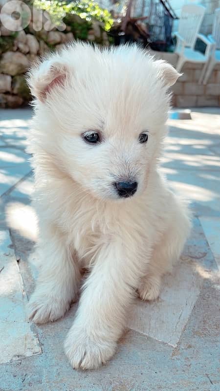 pure swiss shepherd puppies for sale 3