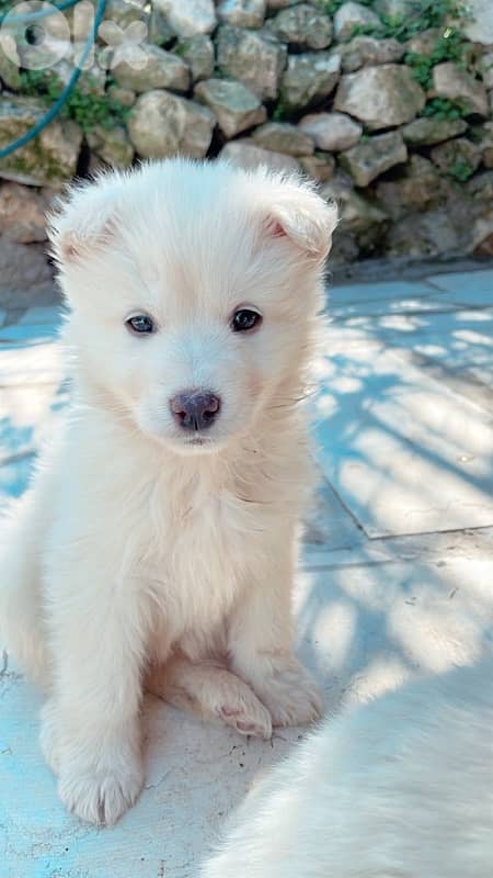 pure swiss shepherd puppies for sale 5