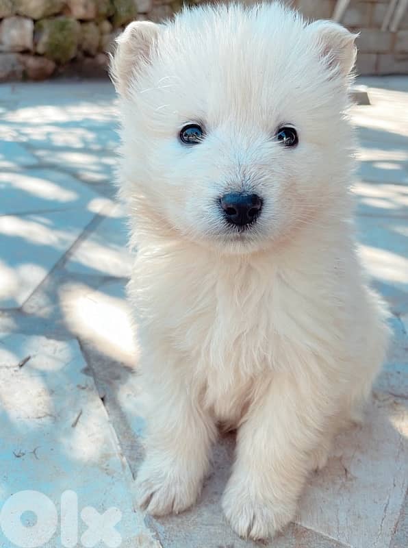 pure swiss shepherd puppies for sale 6