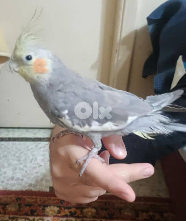 كروان ذكر نص مروض 2