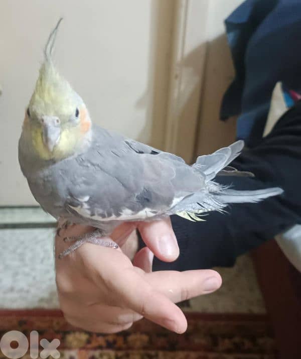 كروان ذكر نص مروض 4