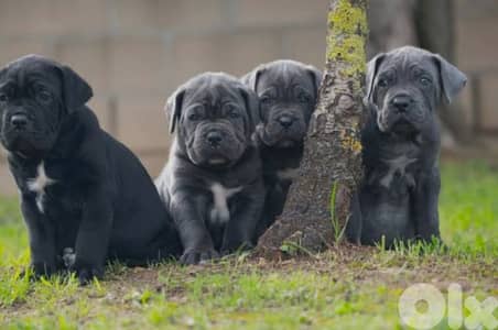 cane corso