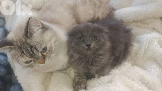 Scottish Fold, doll-faced Persian mix — female