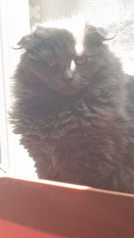 Scottish Fold, doll-faced Persian mix — female 1