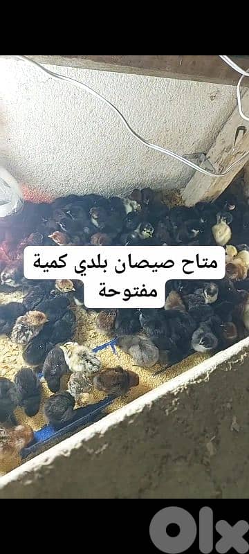 متاح كميات صيصان