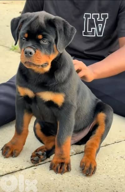 rottweiler Serbian blood