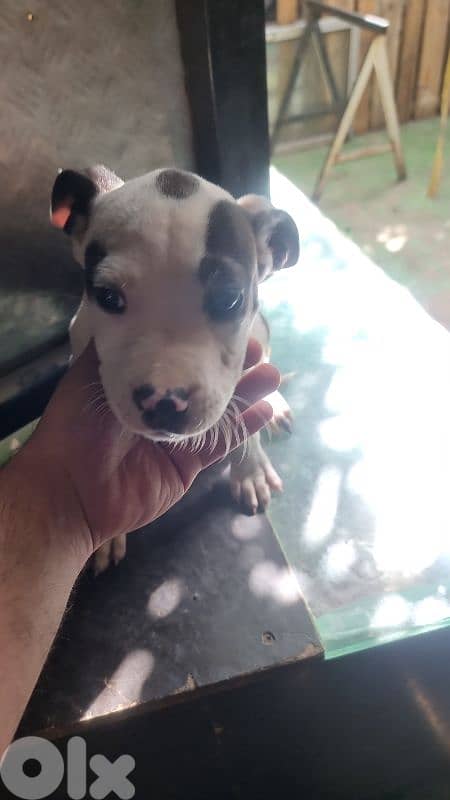 pitbull puppies 2