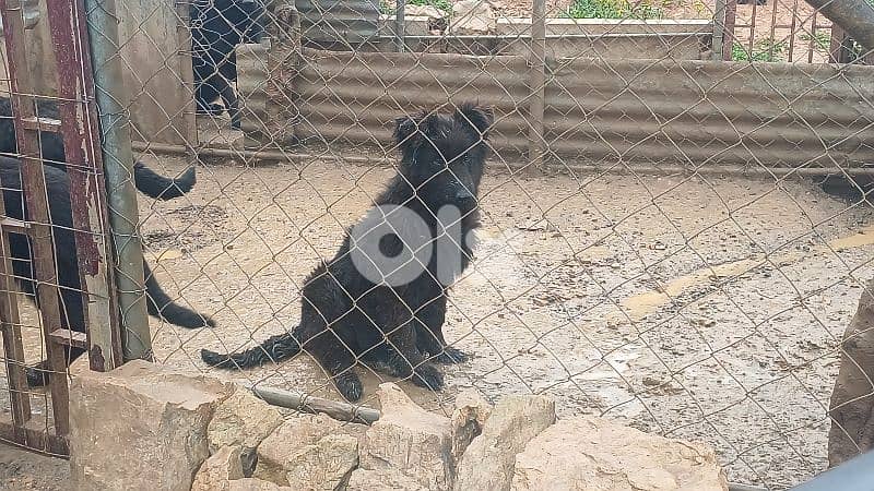 Dogs for sale 8