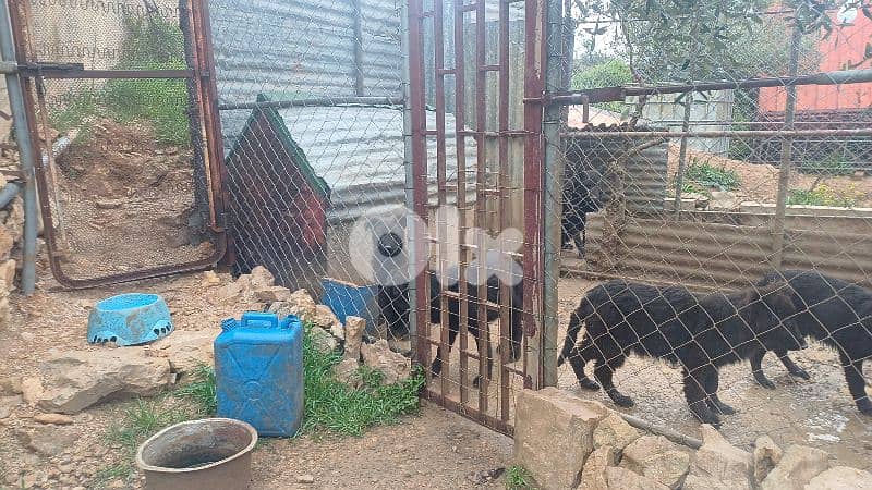 Dogs for sale 9