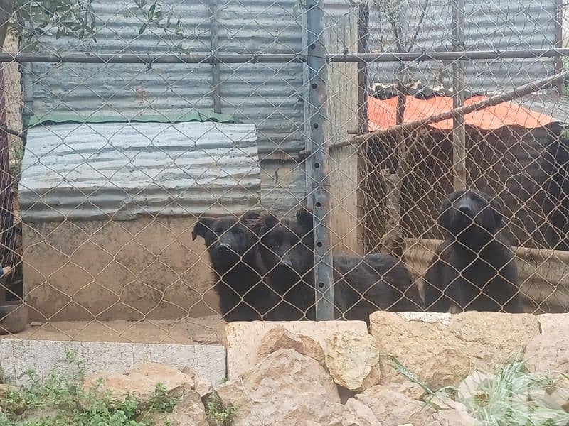 Dogs for sale 10