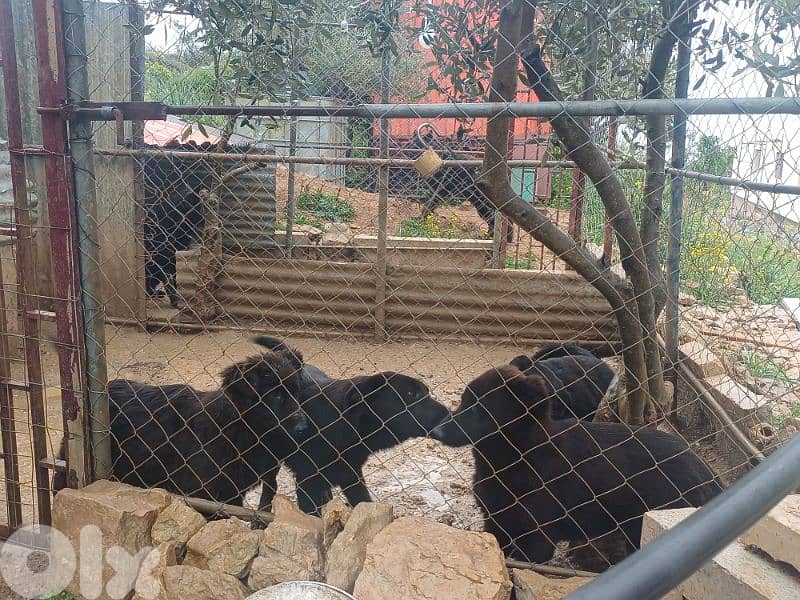 Dogs for sale 11