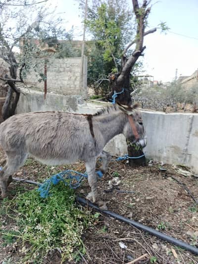 بعلبك يونين