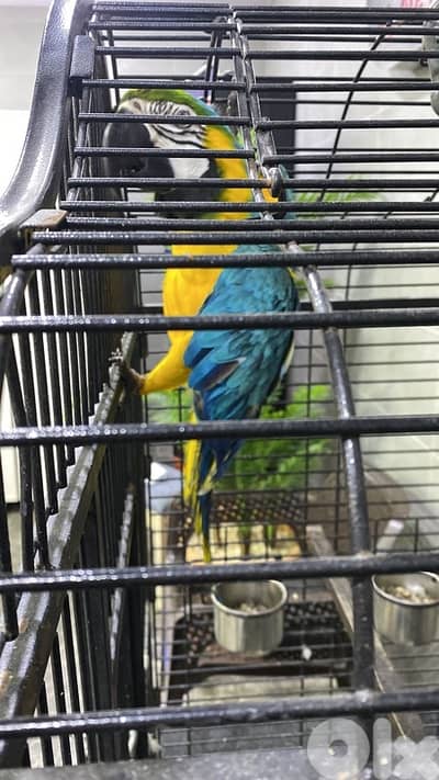 Macaw parrot blue and gold