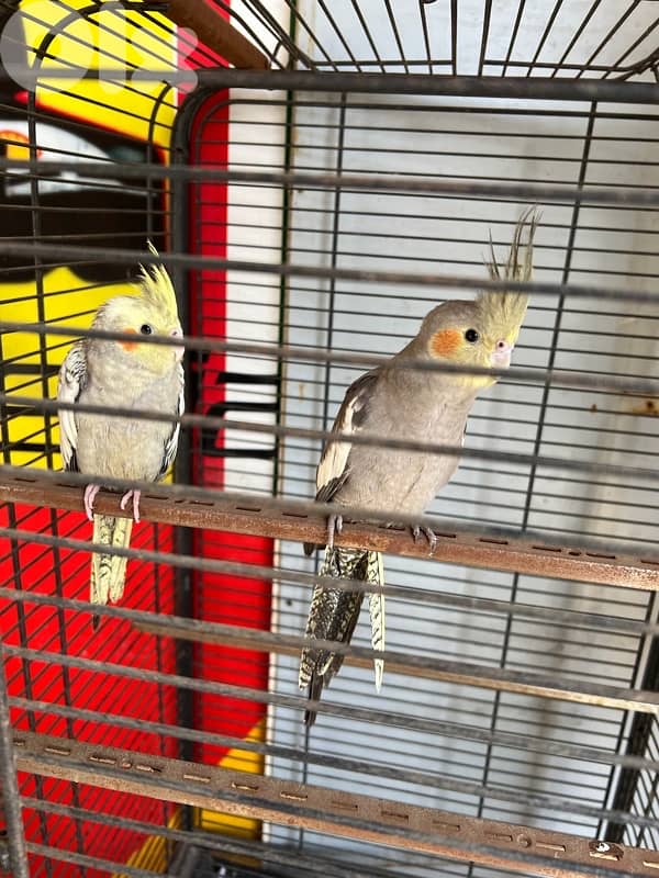 parot or other cage 2