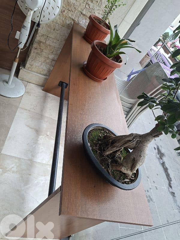عاليه 5