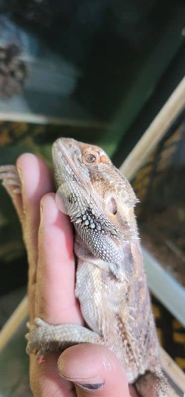 برج البراجنة