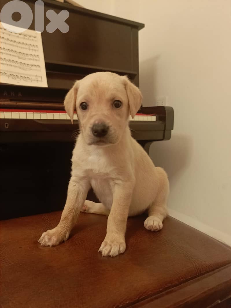 /Mix Labrador retriever dogs 4