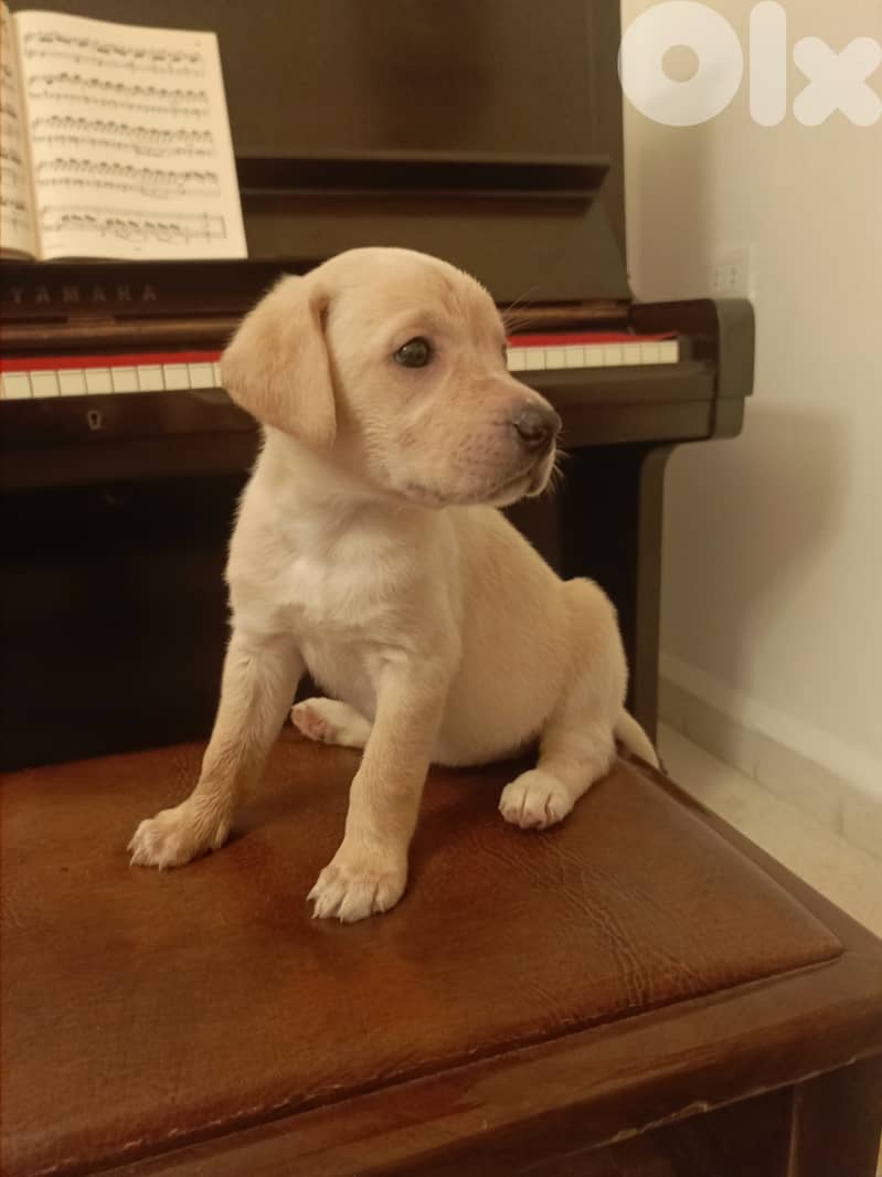 /Mix Labrador retriever dogs 5