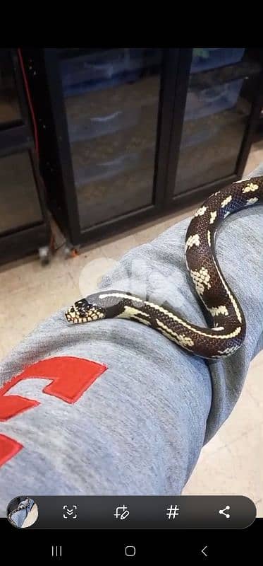 برج البراجنة