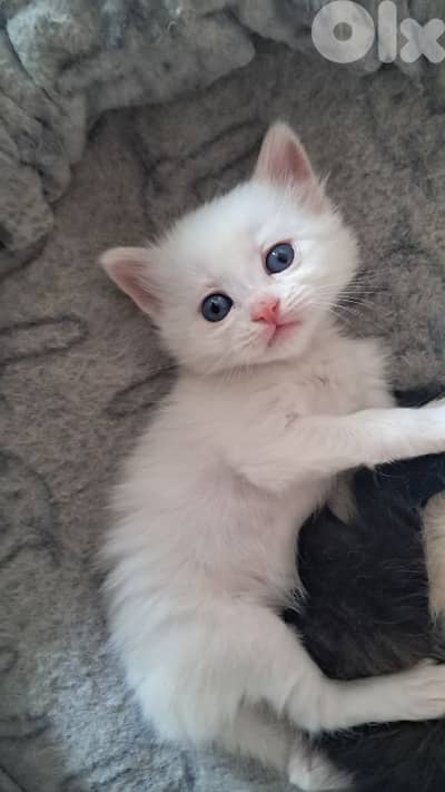 white british blue eyes kitten