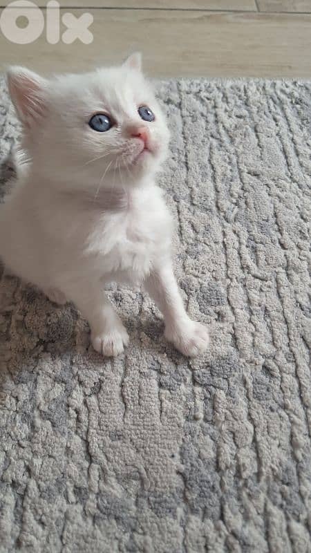 white british  & himalayenblue eyes kitten long hair 1