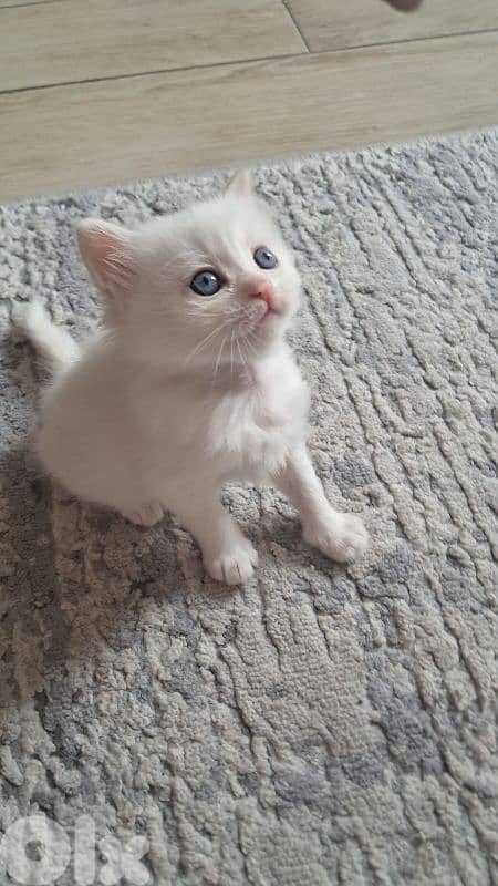 white british  & himalayenblue eyes kitten long hair 2