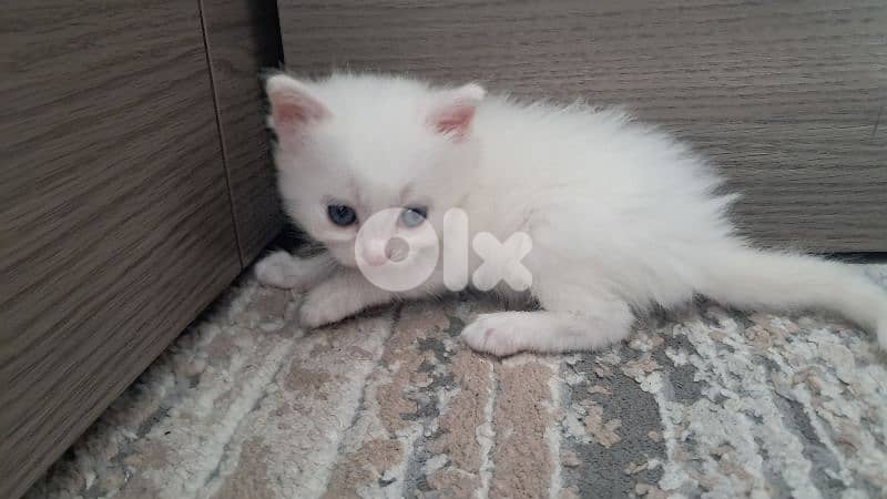 white british  & himalayenblue eyes kitten long hair 3