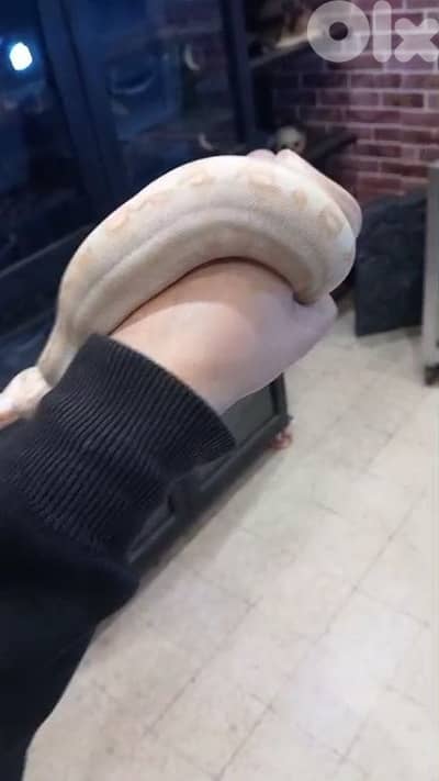 برج البراجنة