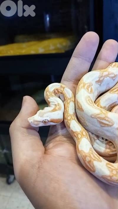 برج البراجنة