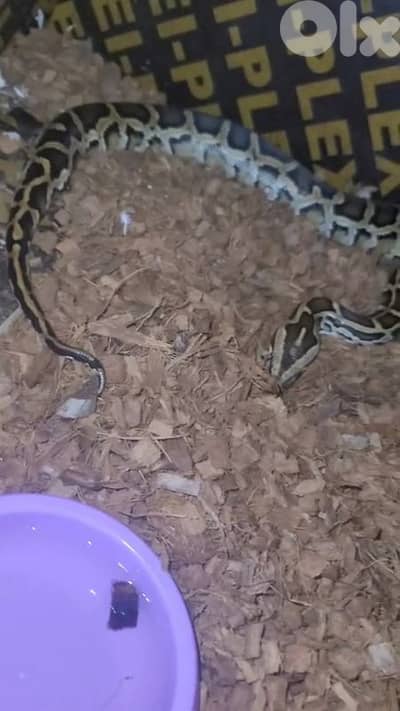 برج البراجنة