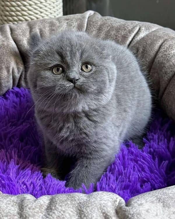 cat قطط 1