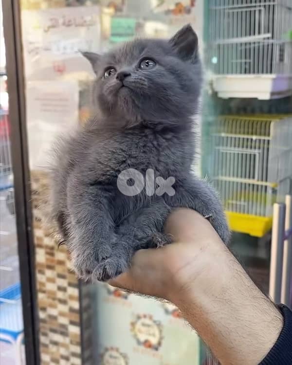 cat قطط 2
