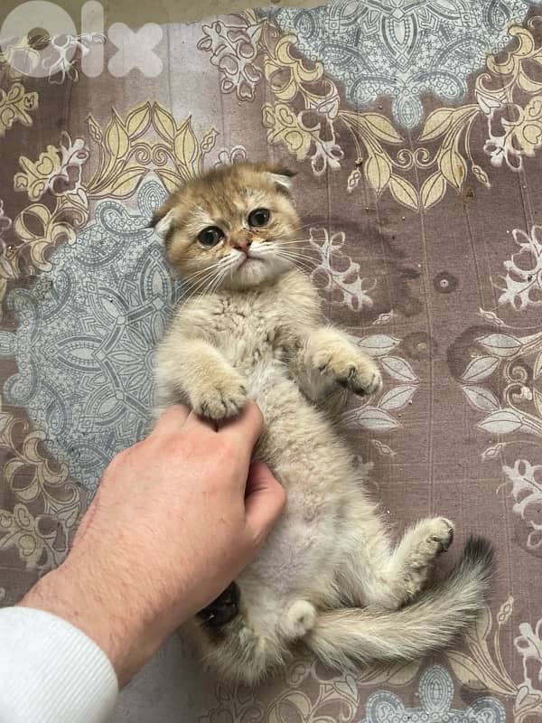 cat قطط 3