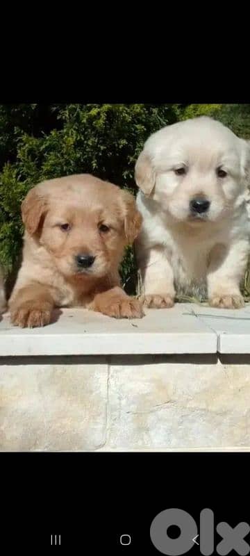 Golden Retrievers