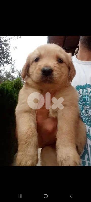 Golden Retrievers 1
