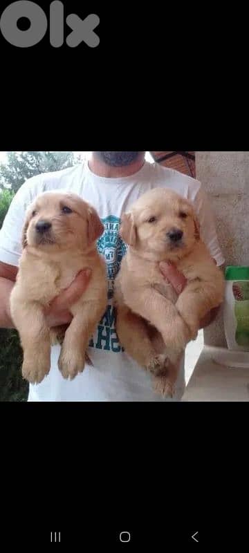 Golden Retrievers 2