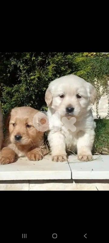 Golden Retrievers 3