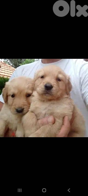 Golden Retrievers 5