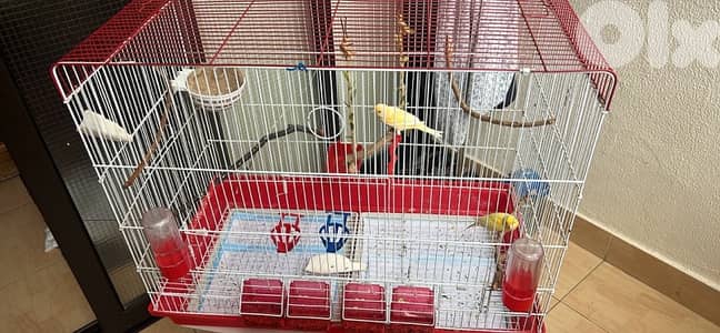 female Canary with Big Cage كناري أنثى مع قفص كبير
