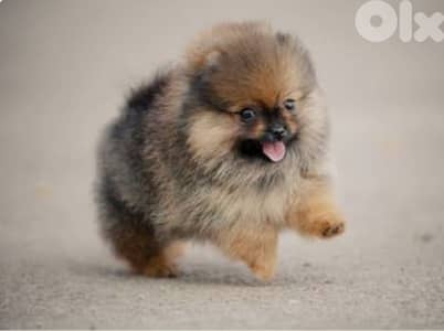 pomeranian