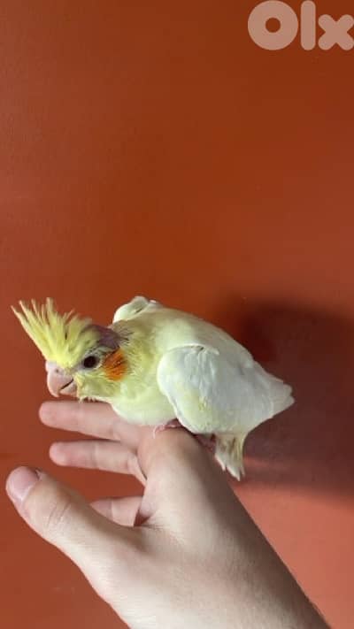 baby cocktail & quaker